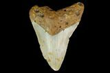 Bargain, Fossil Megalodon Tooth - North Carolina #131608-1